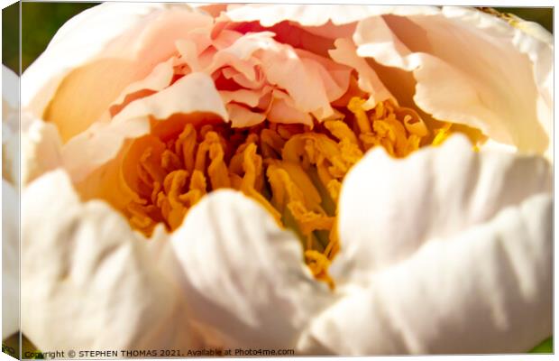 Peony, The Gold Inside Canvas Print by STEPHEN THOMAS