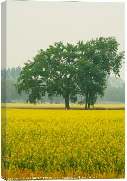 Trees in a Canola Field Canvas Print by STEPHEN THOMAS