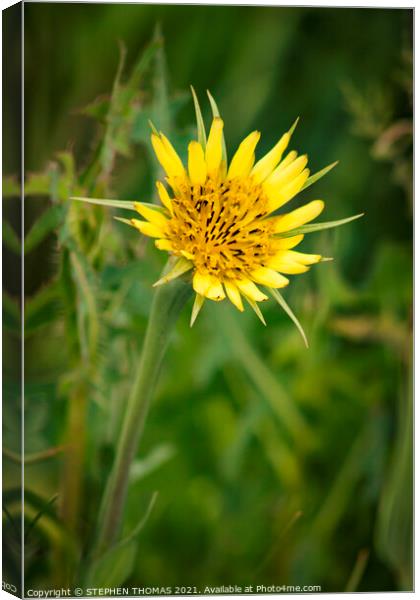 Yellow Salsify Flower Canvas Print by STEPHEN THOMAS