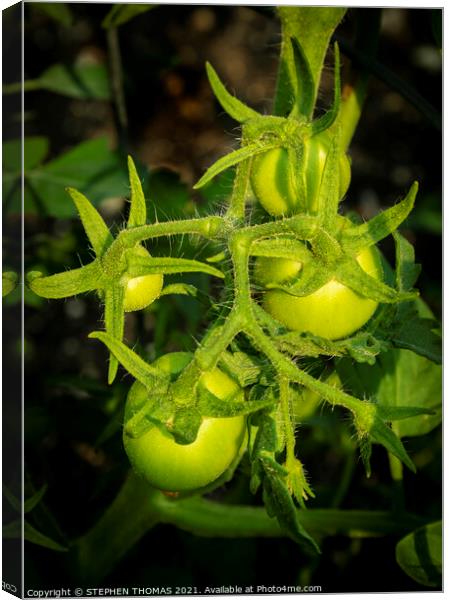 Young Tomatoes Canvas Print by STEPHEN THOMAS