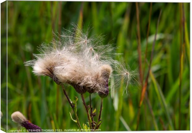 Thistle Fluff Canvas Print by STEPHEN THOMAS