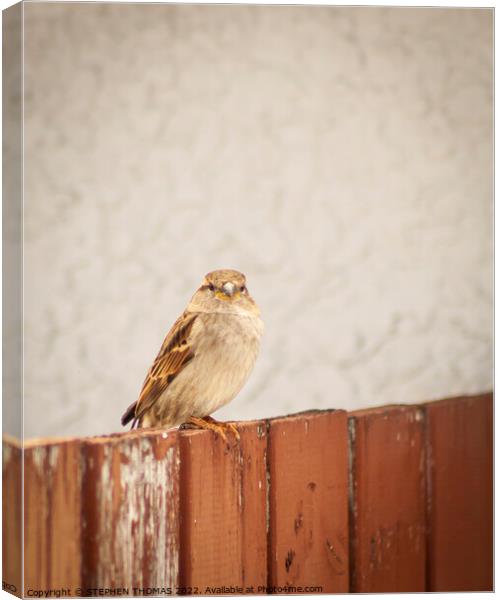 Sparrow on a fence Canvas Print by STEPHEN THOMAS