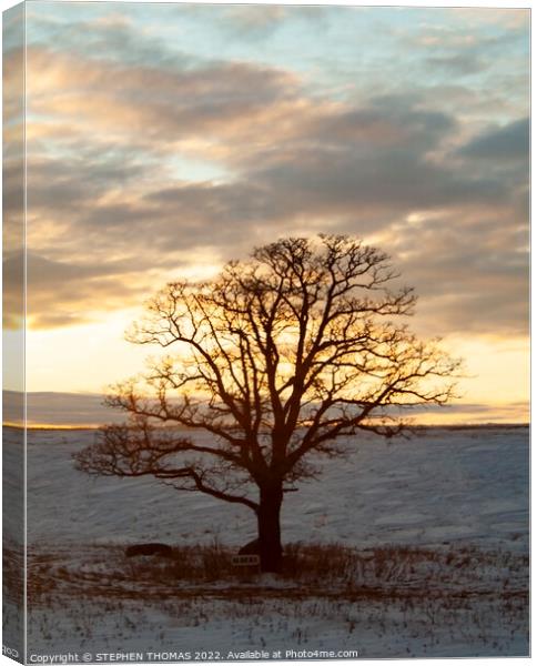Albert The Tree at Sunset Canvas Print by STEPHEN THOMAS