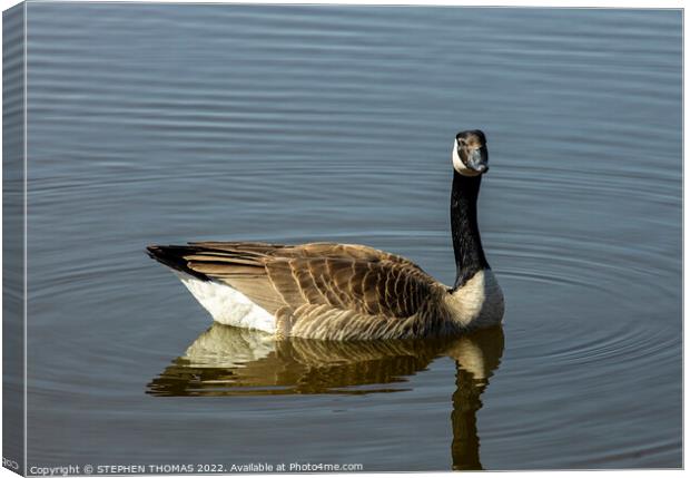 Canada Goose- I'm watching you Canvas Print by STEPHEN THOMAS