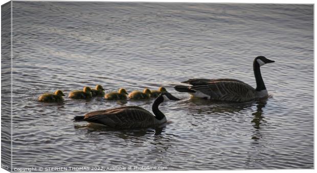 Canada Geese Family Morning Swim Canvas Print by STEPHEN THOMAS