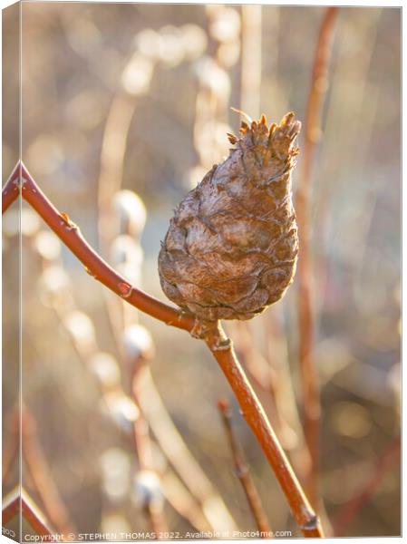 Pine Cone Willow Gall Canvas Print by STEPHEN THOMAS
