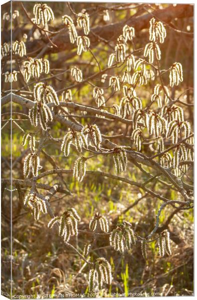 Catkins Glow Canvas Print by STEPHEN THOMAS