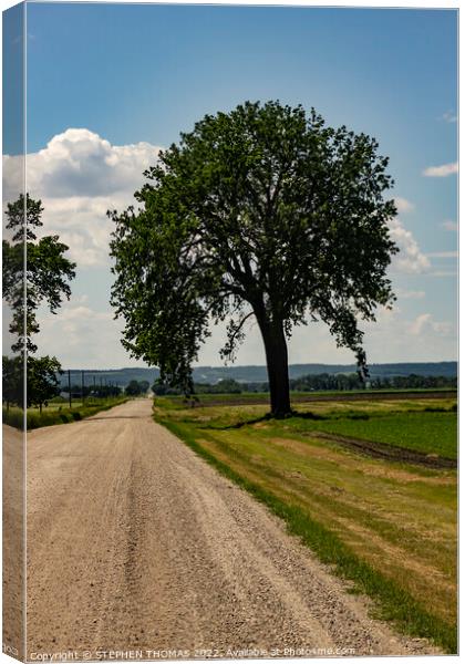 Big Tree by Country Road Canvas Print by STEPHEN THOMAS