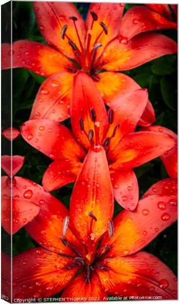 Red & Orange Lilies Canvas Print by STEPHEN THOMAS