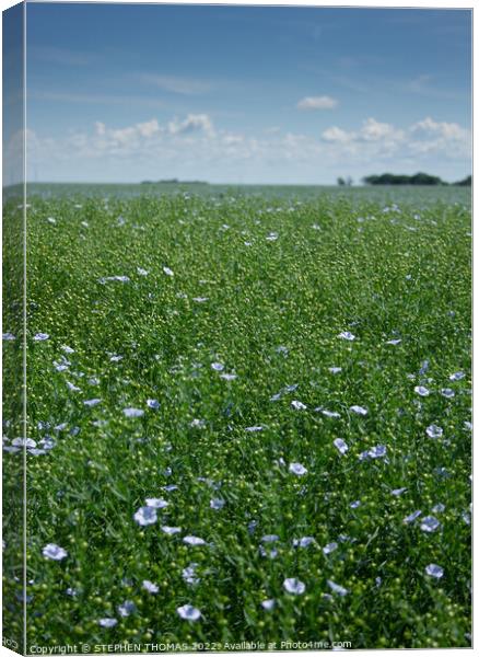 A Field of Flowering Flax I Photographed Canvas Print by STEPHEN THOMAS