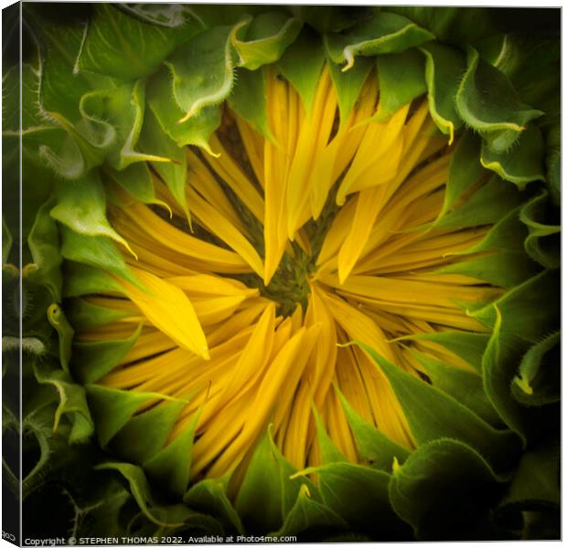 Opening Soon- Sunflower Canvas Print by STEPHEN THOMAS