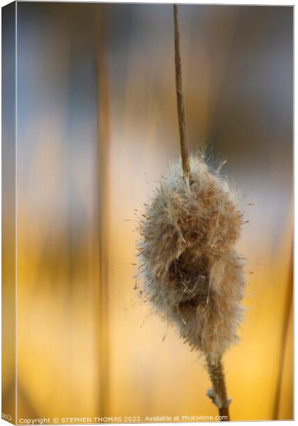 Fluffy Cattail Canvas Print by STEPHEN THOMAS