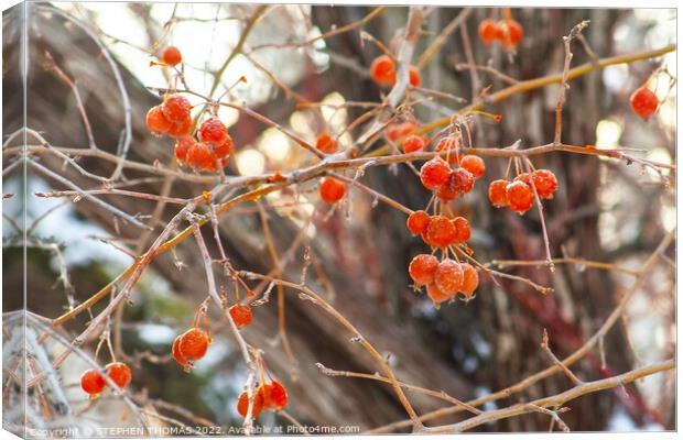 Frosty Ornamental Crabapples Canvas Print by STEPHEN THOMAS