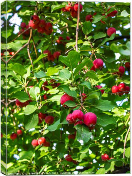 Ornamental Crabapples Canvas Print by STEPHEN THOMAS