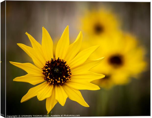 Yellow Wild Sunflower Close-up Canvas Print by STEPHEN THOMAS