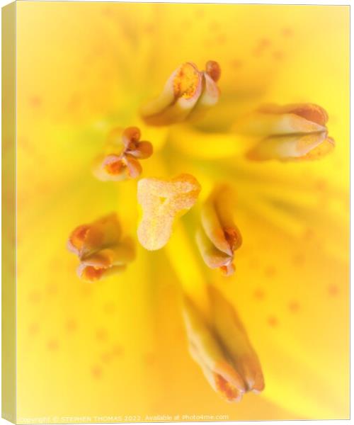 Yellow Lily - stigma and antlers Canvas Print by STEPHEN THOMAS
