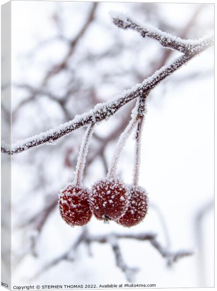  Three Little Frosty Crabapples Canvas Print by STEPHEN THOMAS
