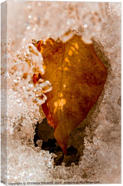 Cold Gold Leaf Canvas Print by STEPHEN THOMAS