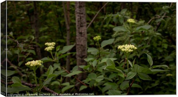 The Dogwood Patch Canvas Print by STEPHEN THOMAS