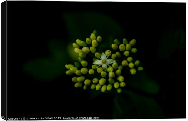 The Star of The Show - Red osier dogwood Canvas Print by STEPHEN THOMAS
