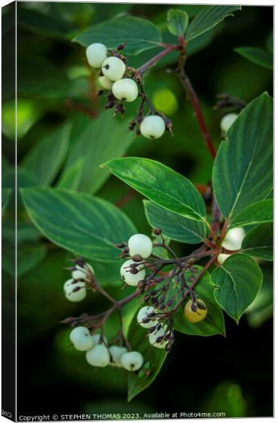Red Osier Dogwood Berries Canvas Print by STEPHEN THOMAS