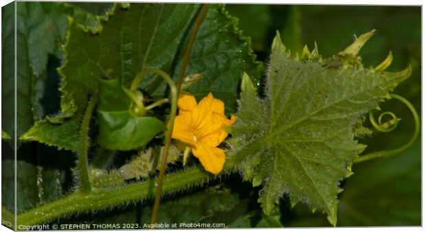 The Beginning of a Cucumber Canvas Print by STEPHEN THOMAS