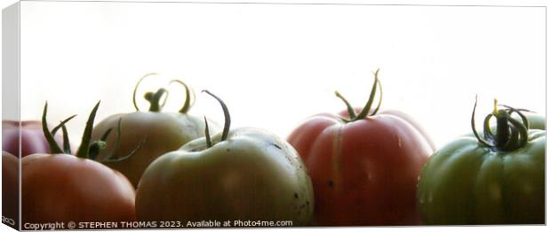 Ripening In The Window Canvas Print by STEPHEN THOMAS