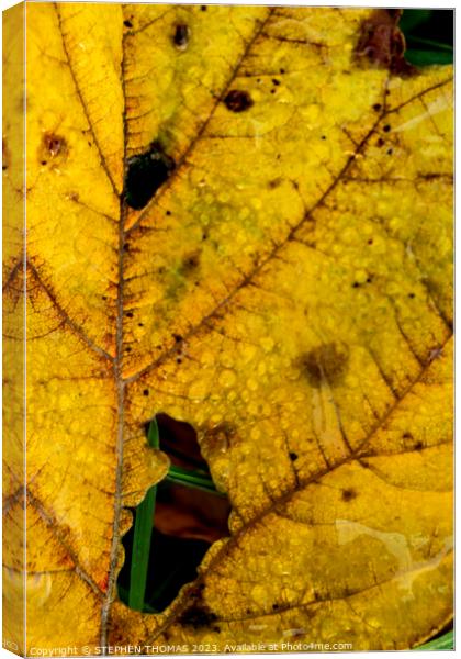 Dewy Autumn Leaf Canvas Print by STEPHEN THOMAS