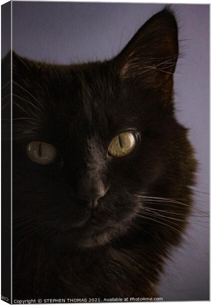Missy's Close-up Canvas Print by STEPHEN THOMAS