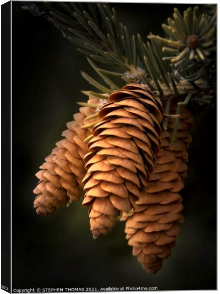Spruce Cones Close-up Canvas Print by STEPHEN THOMAS