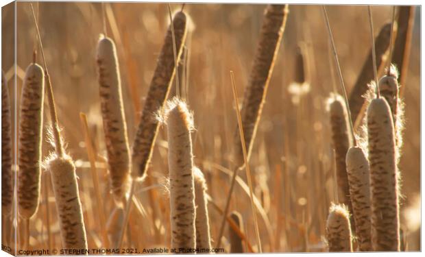 Bulrushes in Golden Sunlight 2 Canvas Print by STEPHEN THOMAS
