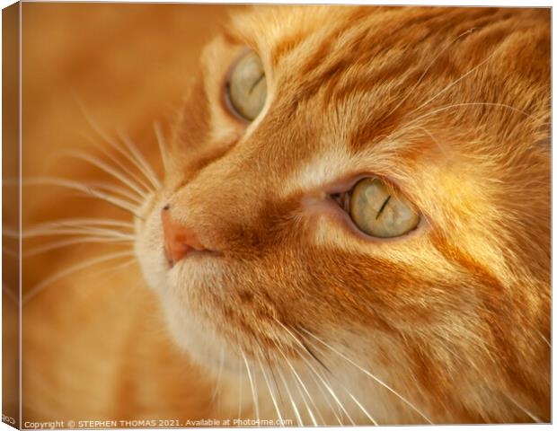 Orange Cat Trying to be black ( Read description ) Canvas Print by STEPHEN THOMAS