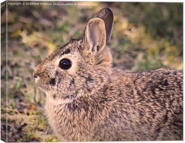 A close up of an wild rabbit Canvas Print by STEPHEN THOMAS