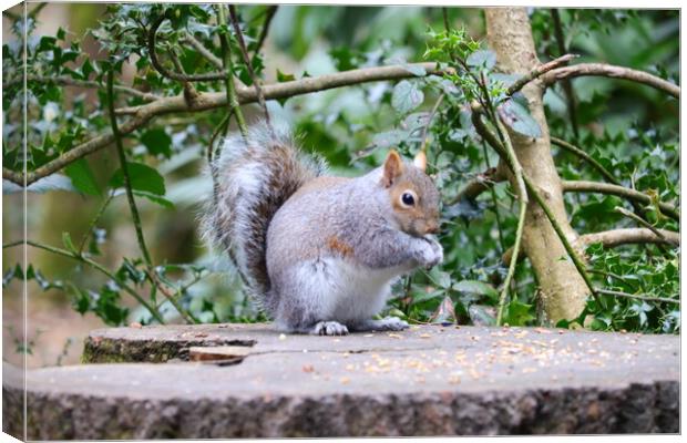 Grey Squirrel enjoying lunch Canvas Print by Daryn Davies