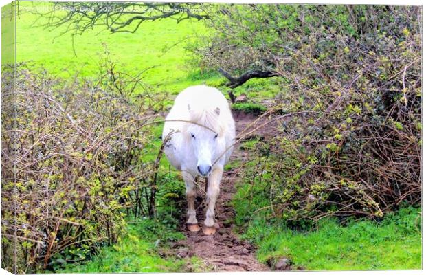 Hide and seek Canvas Print by Pelin Bay