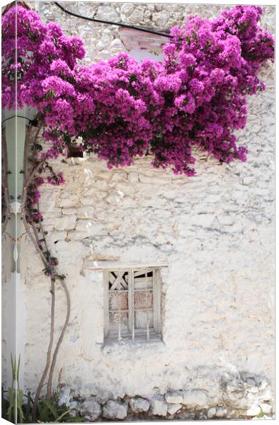 Old Greek Window with bougainvillea flowers, Corfu Canvas Print by Neil Overy