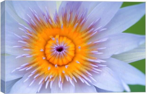 Yellow and Lilac Water Lily Flower  Canvas Print by Neil Overy
