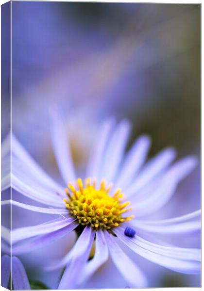Purple Aster Flower  Canvas Print by Neil Overy