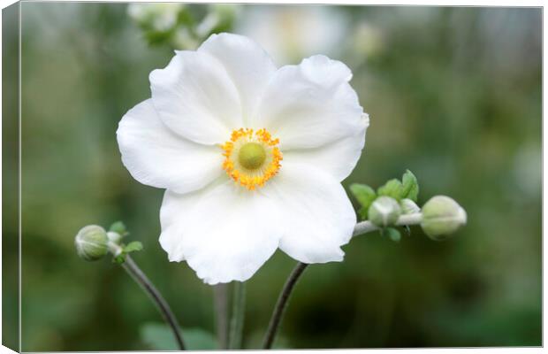 White Japanese Anemone flower Canvas Print by Neil Overy