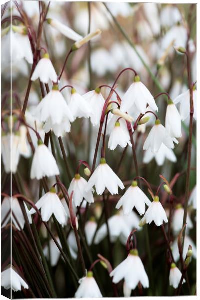  Autumn snowflake flowers Canvas Print by Neil Overy