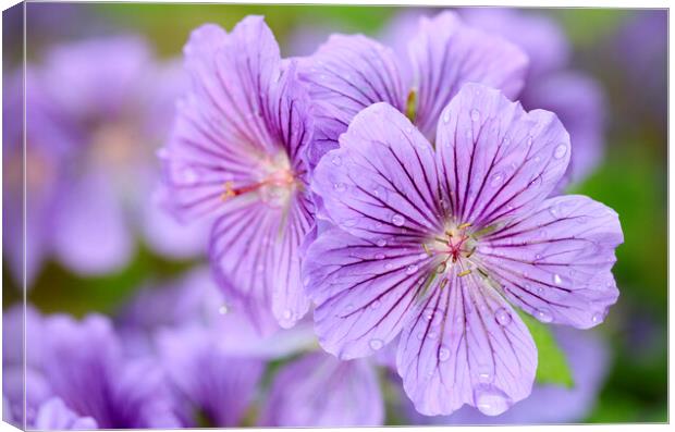 Purple Geranium Flower with Dew Drops Canvas Print by Neil Overy