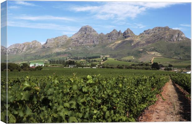 Scenic Landscape of winelands near Franchoek, South Africa Canvas Print by Neil Overy