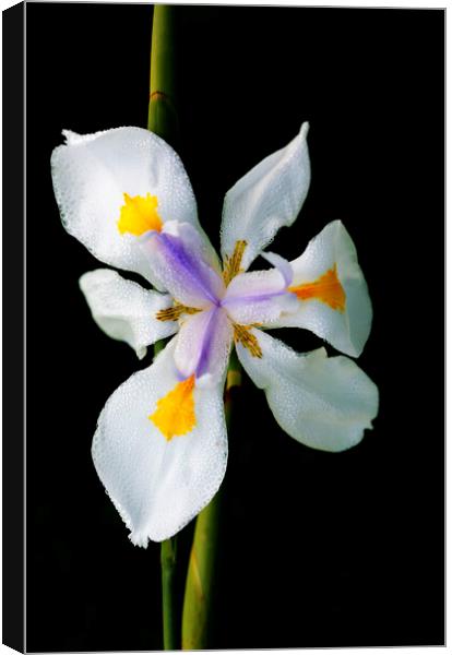 Wild Iris Flower on black Canvas Print by Neil Overy