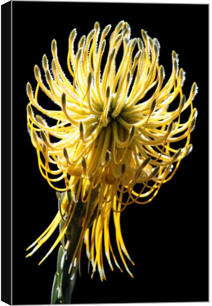 Yellow Rocket Pincushion Protea on black Canvas Print by Neil Overy