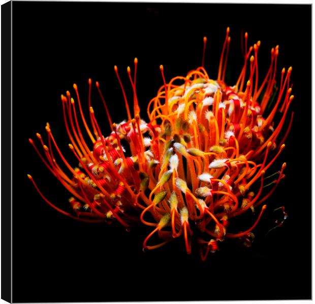 Common pincushion Protea on black 3 Canvas Print by Neil Overy