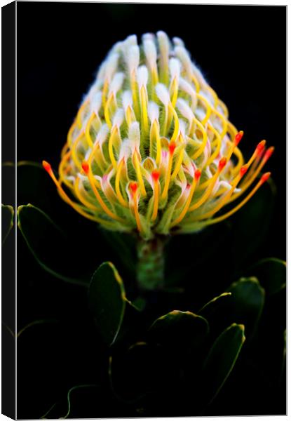 Warty-Stemmed Pincushion Protea on black Canvas Print by Neil Overy