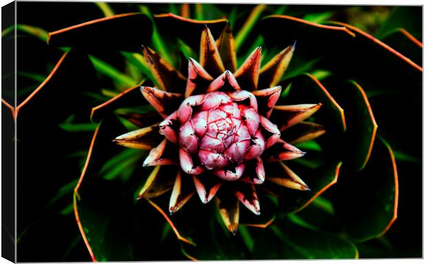King Protea Flower on black 4 Canvas Print by Neil Overy