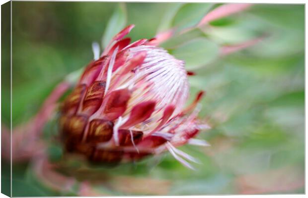 Protea Repens Flower 2 Canvas Print by Neil Overy