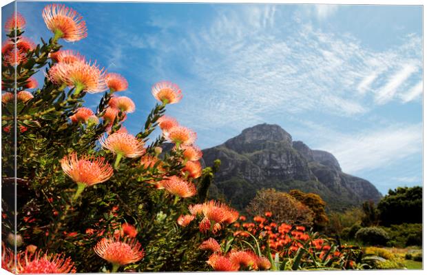 Kirstenbosch Botanical Garden, Cape Town Canvas Print by Neil Overy