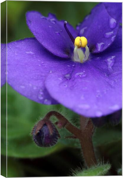 African Violet Flower with Rain Drops Canvas Print by Neil Overy